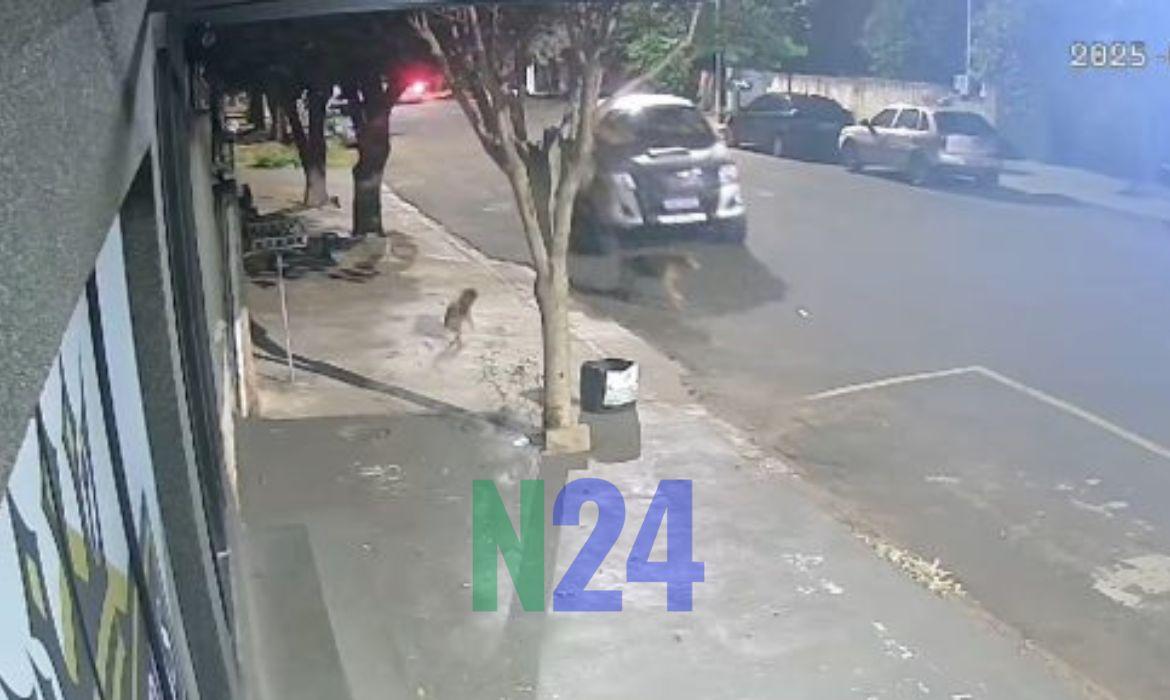 Ministério Público do Paraná (MPPR) denuncia homem por atropelamento intencional de cachorro em Porto Rico