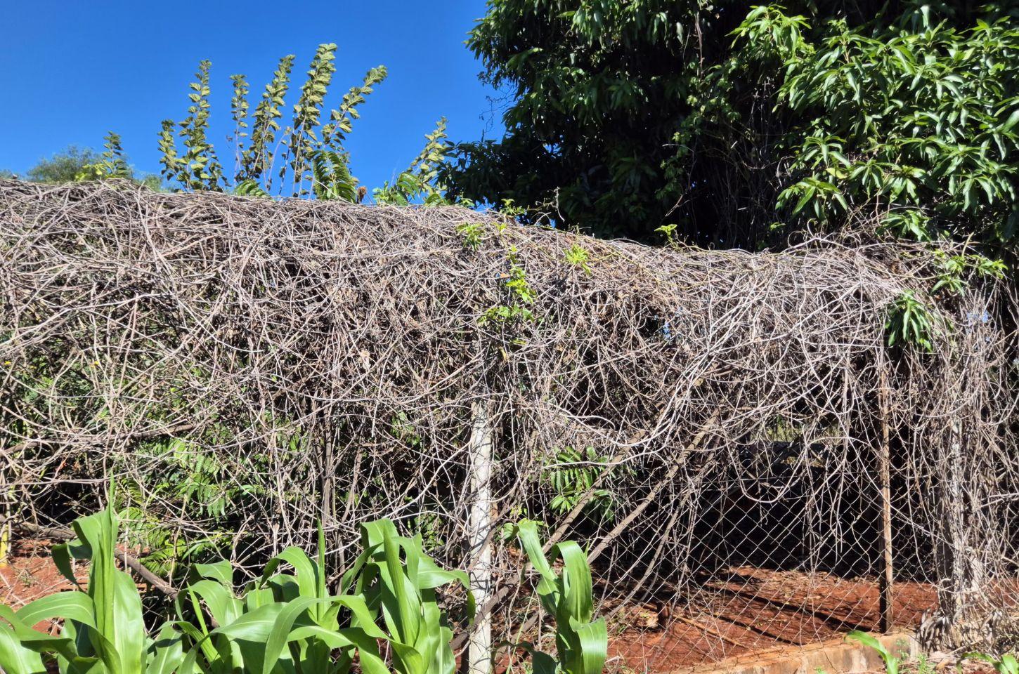 Abelhas Atacam Operários em Construção na Rodovia Luiz Carlos Macente, em Marialva