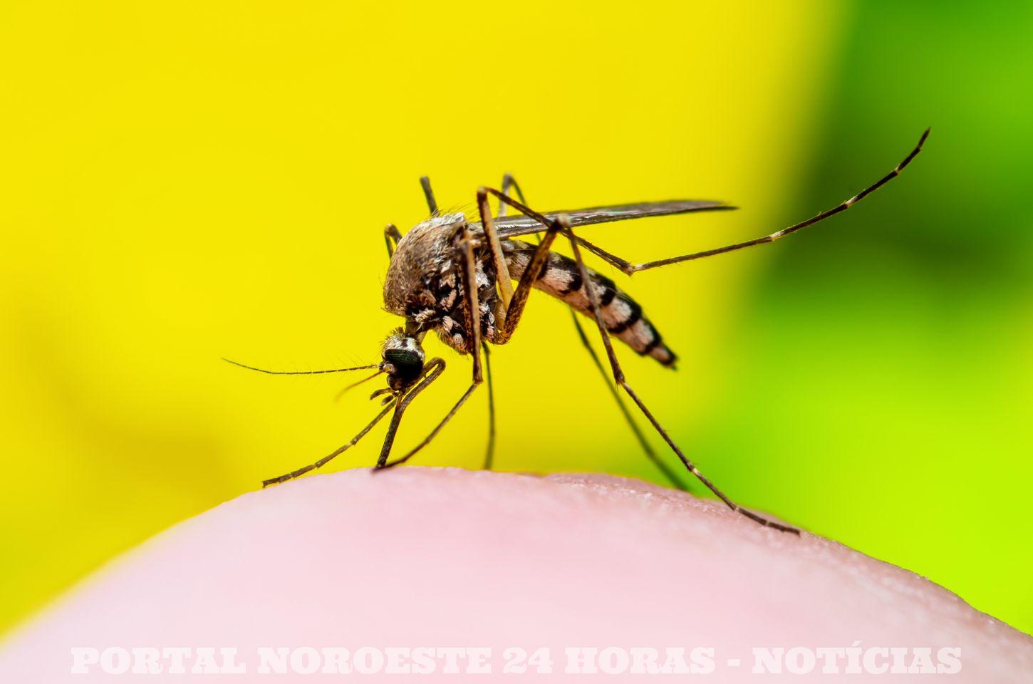 Secretaria de Saúde de Marialva Divulga Novo Boletim da Dengue com 155 Casos Confirmados em 2025