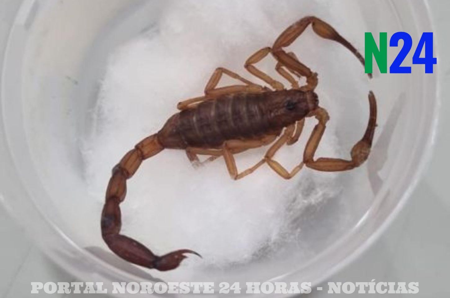 Prefeitura de Marialva Inicia Combate a Escorpiões em Áreas Estratégicas