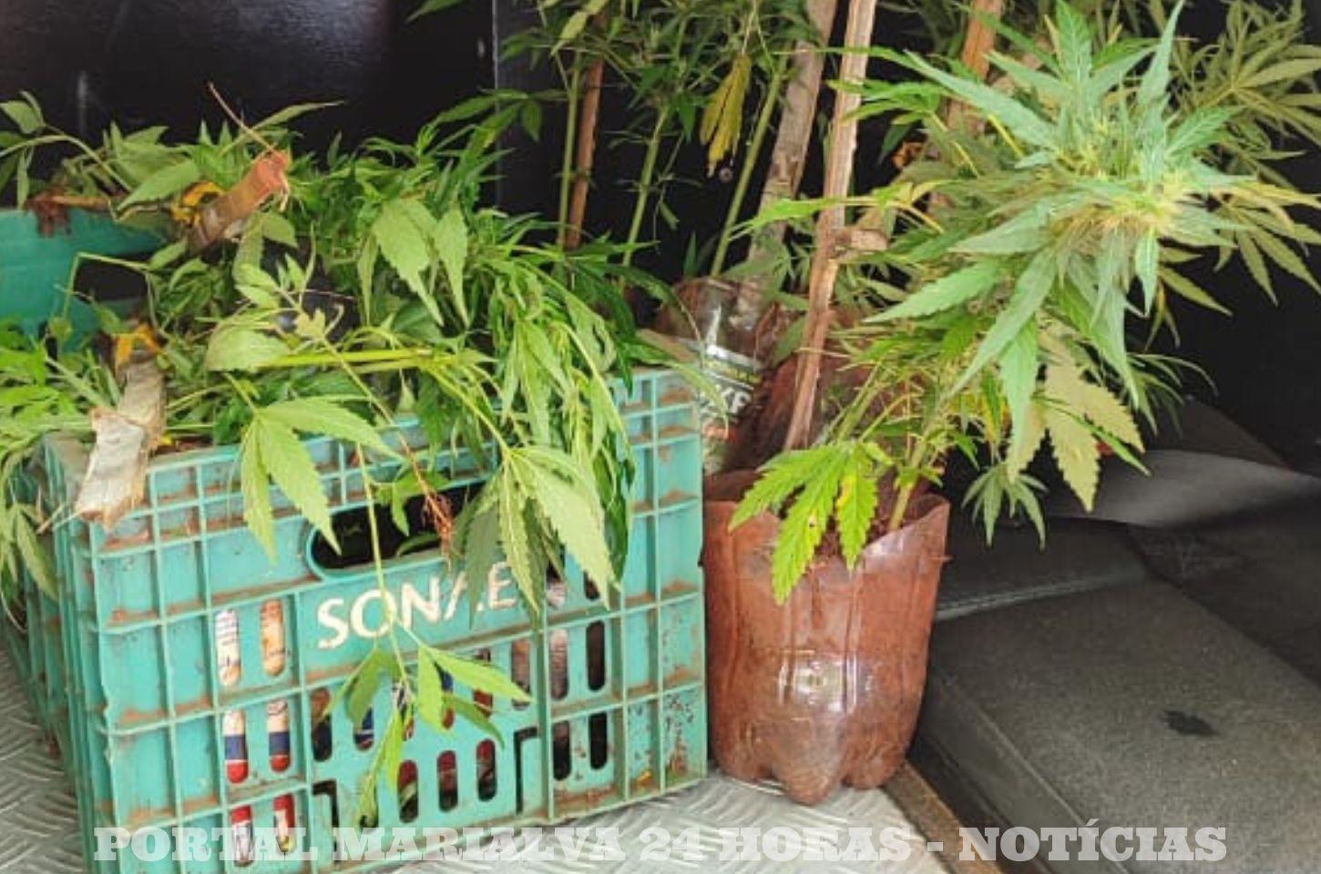 Ação Conjunta da Polícia Civil e Guarda Civil de Marialva Erradica Plantio Ilegal de Maconha