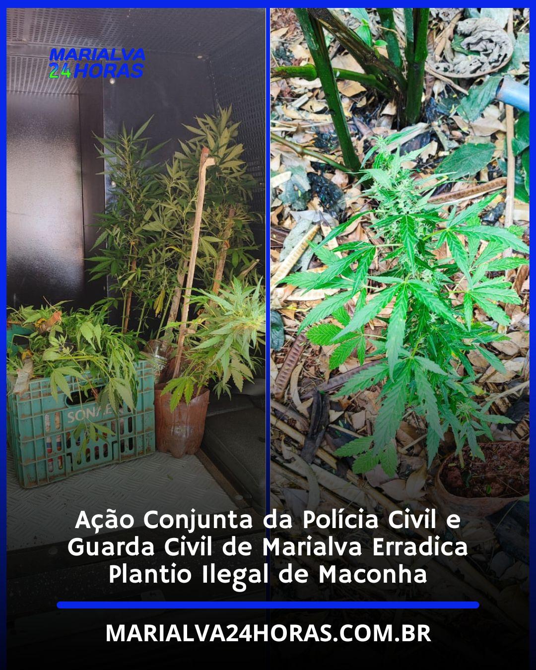 Aproximadamente 30 pés da droga, entre mudas grandes e pequenas, foram localizados em um terreno baldio após denúncia