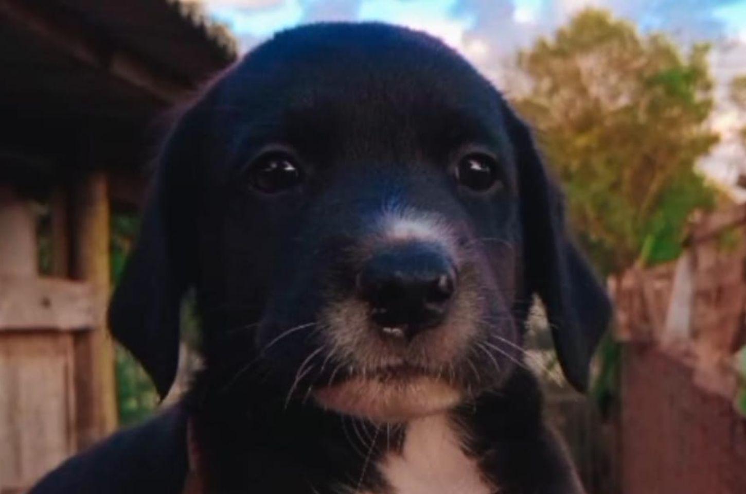 Desaparecido em Marialva: Família Procura o Cão 'Bob', Visto Pela Última Vez no Jardim Yamanaka