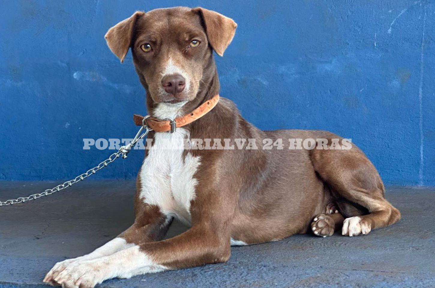 Oportunidade: Mutirão CastraPet Paraná é Prorrogado em Marialva com Vagas Abertas