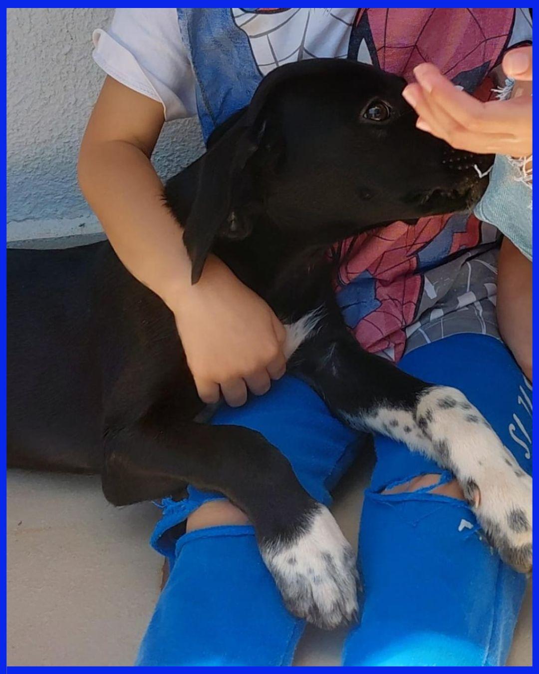 Desaparecido em Marialva: Família Procura o Cão 'Bob', Visto Pela Última Vez no Jardim Yamanaka