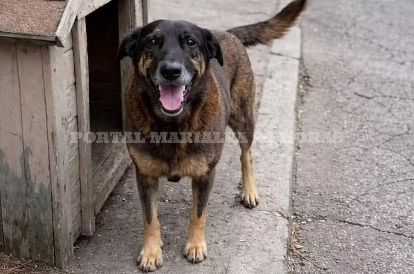 Cão Orelha, que foi agredido em Florianópolis — Foto: Reprodução/Redes sociais