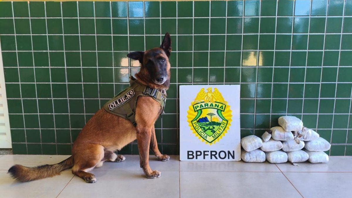 BPFRON apreende mais de 6 quilos de haxixe e prende mulher em veículo de aplicativo em Guaíra