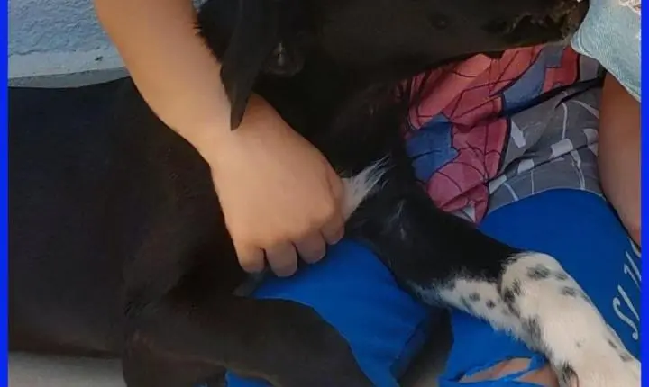 Desaparecido em Marialva: Família Procura o Cão 'Bob', Visto Pela Última Vez no Jardim Yamanaka