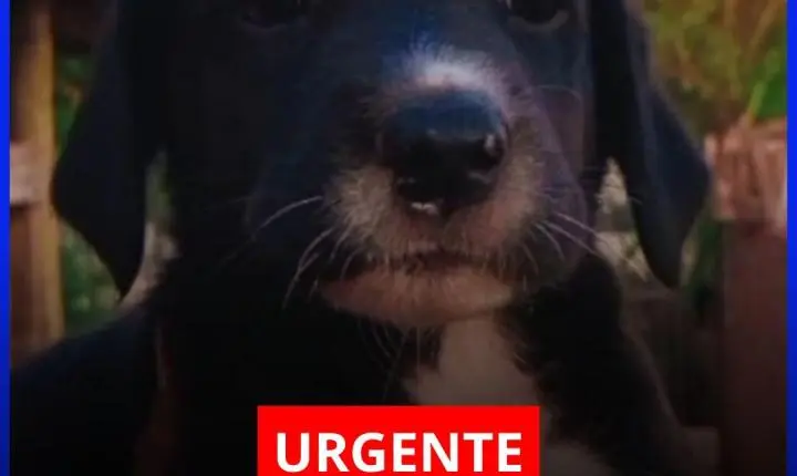 Desaparecido em Marialva: Família Procura o Cão 'Bob', Visto Pela Última Vez no Jardim Yamanaka